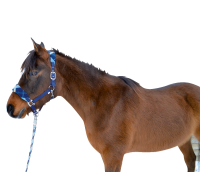 Halfter mit buntem Fleece, 3-fach verstellbar, Pony, blau